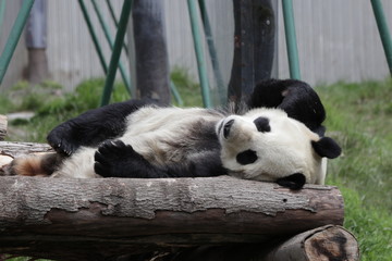 Sleeping Giant Panda, Wolong, China