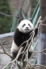 Little Panda Cub is Balancing himself on the Tiny Tree Branch, Wolong, China