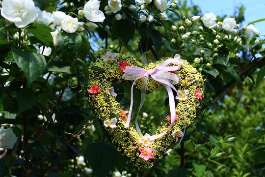 Herz im Jasminstrauch