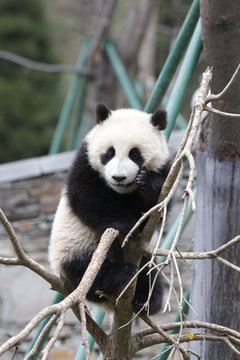 Little Panda Cub is Balancing himself on the Tiny Tree Branch, Wolong, China