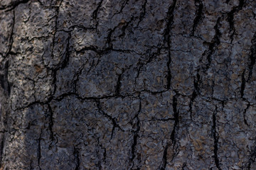 solin texture