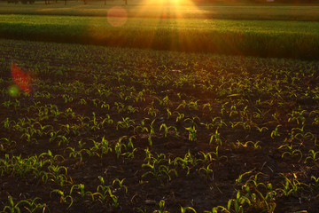 Corn field in the light of the rising sun