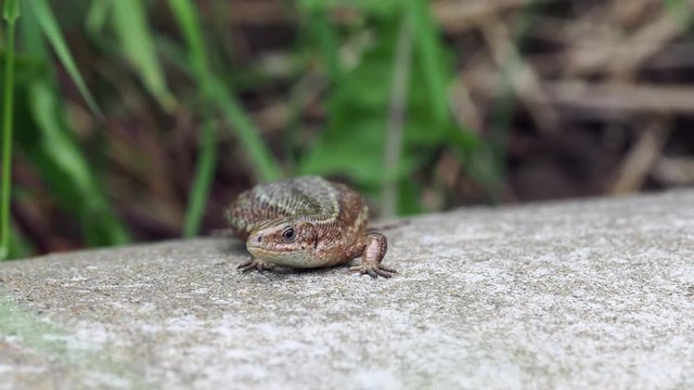 Common lizard (Lacerta Zootoca vivipara)