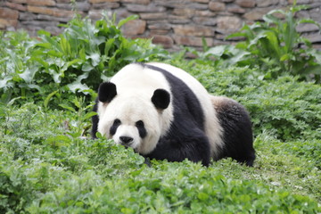 Obraz premium Giant Panda Hides himself behind the Bush, China
