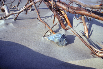 Sea Shell and Driftwood-2