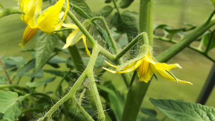 Flowering tomatoes in the garden.