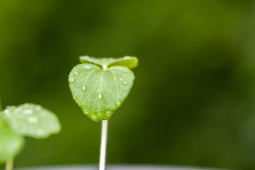 Water drops on the leaf of young plant in natural green out of focus background
