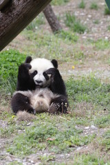 Funny Little Panda Cub, Gengda, Wolong, China