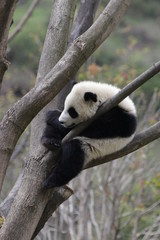 Little Baby Panda Sleeping on the Tree, China