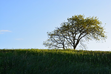 A tree on a hill