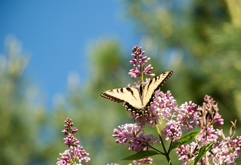 Eastern tiger swallowtail on lilac with bright blue sky and evergreen background