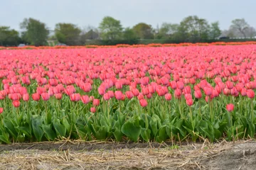 Crédence de cuisine en verre imprimé Tulipe Pink tulips in a field in Holland