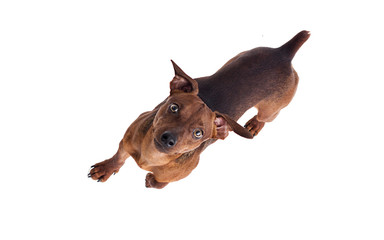 Pincher Dog Top View