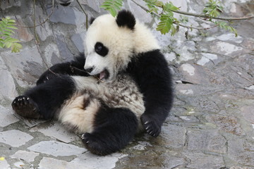 Obraz premium Funny pose of Panda Cub