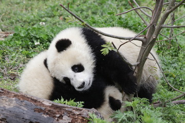 Little Panda Cub in Chengdu Panda Base, China