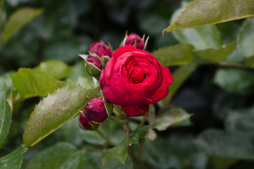 bouquet of roses, of an intense red, like perfume, from wedding, valentine's day party to garden or park roses are very popular ornamental plants, nurseries always offer new varieties. event, web