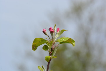 Apple blossom flower
