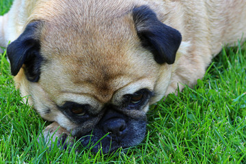 Pug