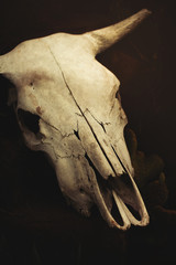 Cow skull