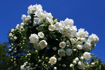 Jasmin