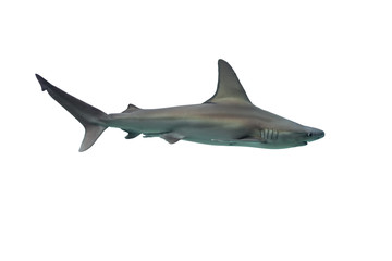 Shark isolated on white background