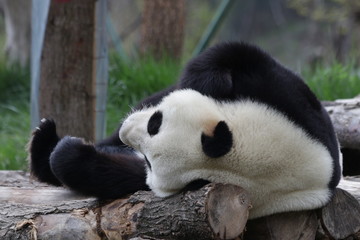 Sleeping Panda on the Wood Structure, China