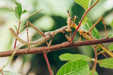 Tropical stick insect in Brazilian garden