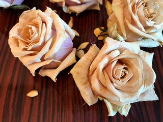 Tea roses for herbarium, ikebana, decor.