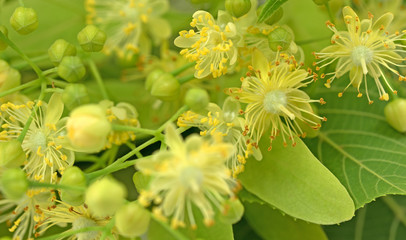 Lindenblüten, Linde, Tilia