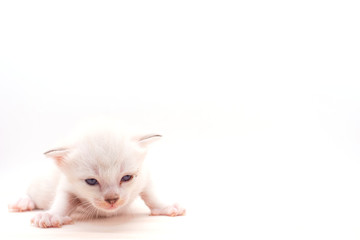 Small kitten isolated on white background.