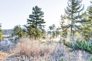 Frost winter landscape with pine trees and morning sun sunlight sunburst glade through branches in West Virginia and ice covered plants in forest