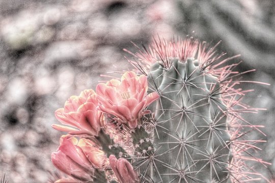 Hdr cactus flower photo art