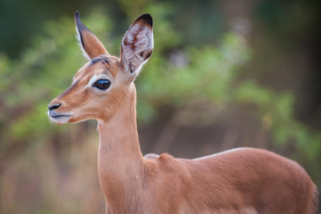 Impala calf (Aepyceros melampus)