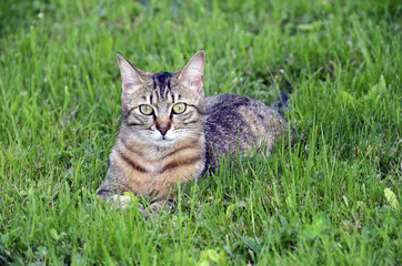 Naklejka na ściany i meble Cat lying on green grass