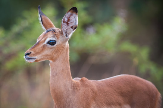 Impala Calf (Aepyceros Melampus)