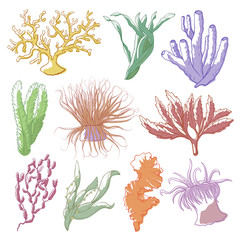 Obraz premium Seaweed and coral set