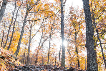 Empty hiking trail through colorful orange foliage fall autumn forest with many leaves on path in Harper's Ferry, West Virginia, sun behind sunburst trees glade