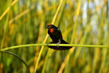 ave © estudiocreativ