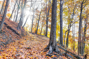 Empty hiking trail through colorful orange foliage fall autumn forest with many leaves on path in Harper's Ferry, West Virginia, sun behind sunburst trees, fallen leaf