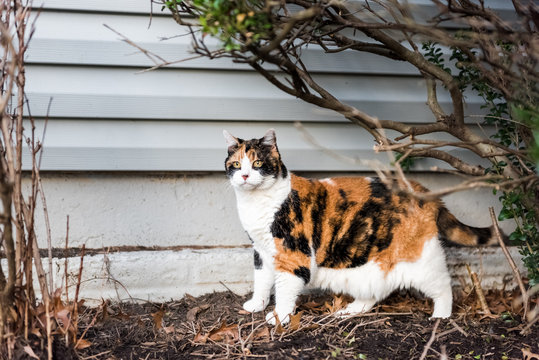 Calico cat outside green garden face under bushes, curious hunting eyes on porch, front or back yard of home or house wall siding
