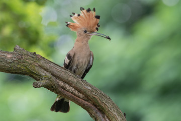 Upupa con insetto nel becco (Upupa epops)