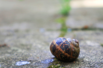 Walking Snail