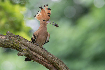 Upupa con insetto nel becco (Upupa epops)