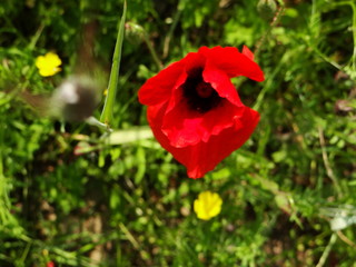 Obraz premium Klatschmohn, Mohnblume