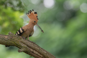 Upupa con insetto nel becco (Upupa epops)