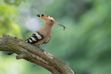 Upupa con insetto nel becco (Upupa epops)