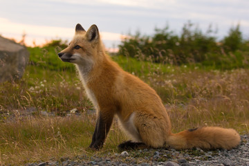 Red Fox