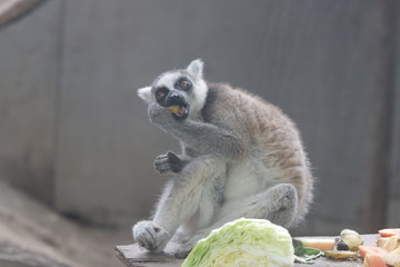 Close up Lemur Eating Fruit