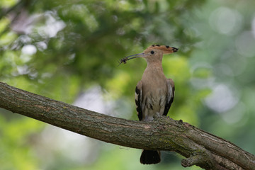 Upupa con insetto nel becco (Upupa epops)