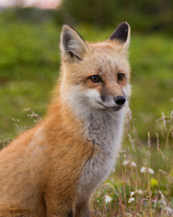 Red Fox